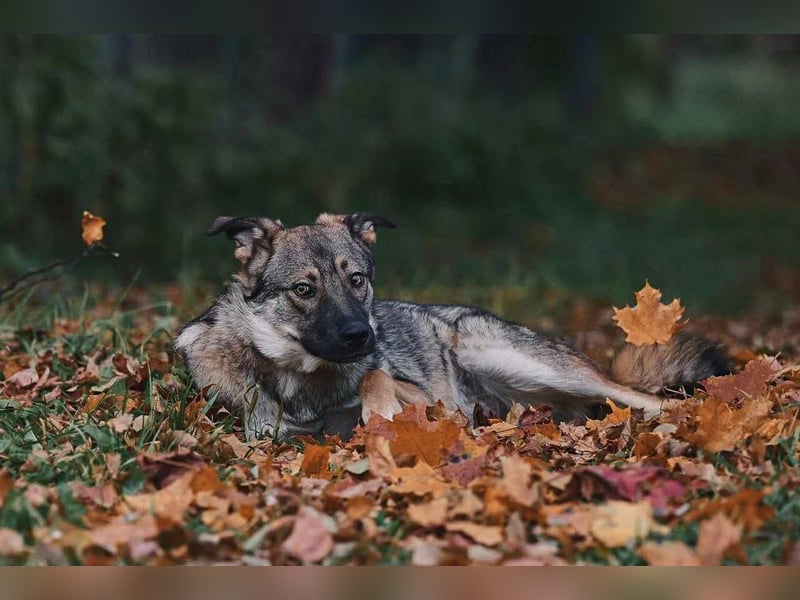 Sanfte Santa sucht warmes Körbchen