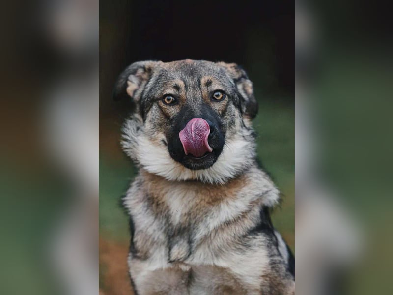 Sanfte Santa sucht warmes Körbchen