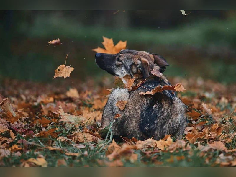 Sanfte Santa sucht warmes Körbchen