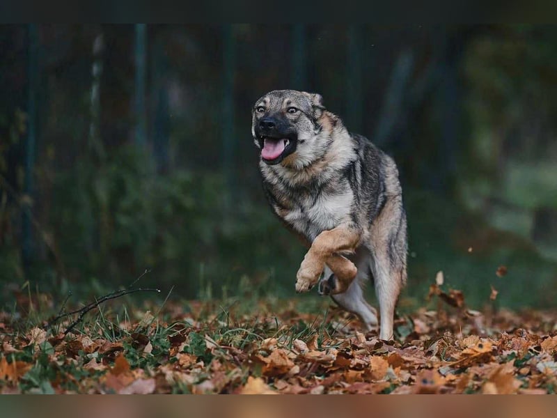 Sanfte Santa sucht liebevolles Zuhause Sanfte Santa sucht liebevolles Zuhause