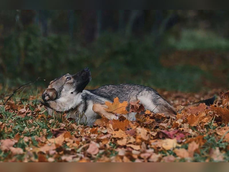 Sanfte Santa sucht liebevolles Zuhause Sanfte Santa sucht liebevolles Zuhause