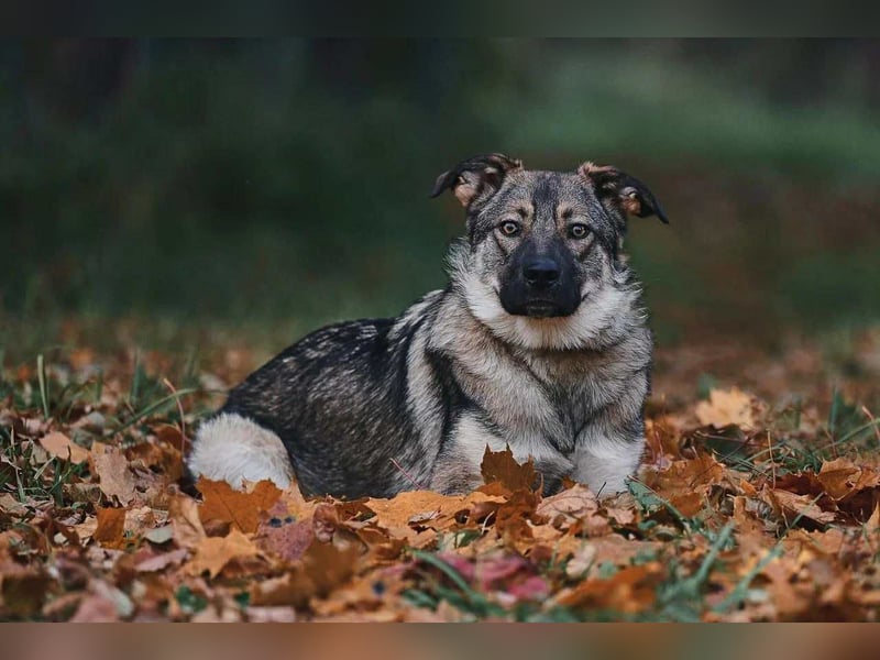 Sanfte Santa sucht liebevolles Zuhause Sanfte Santa sucht liebevolles Zuhause