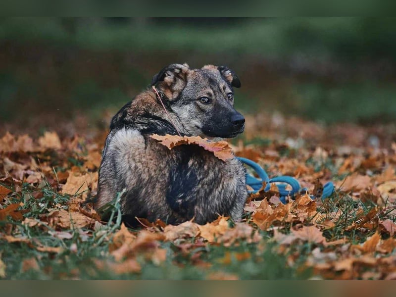 Sanfte Santa sucht liebevolles Zuhause Sanfte Santa sucht liebevolles Zuhause