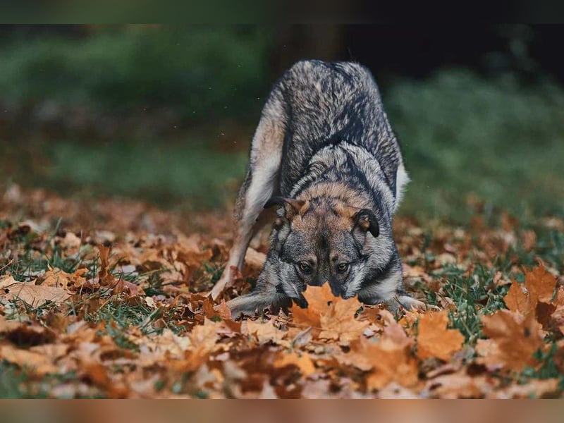 Sanfte Santa sucht liebevolles Zuhause Sanfte Santa sucht liebevolles Zuhause