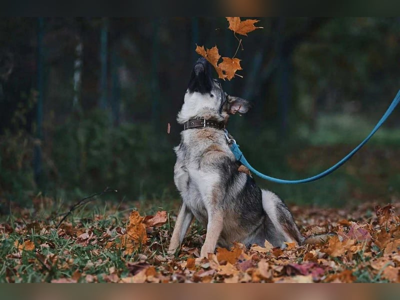 Sanfte Santa sucht liebevolles Zuhause Sanfte Santa sucht liebevolles Zuhause