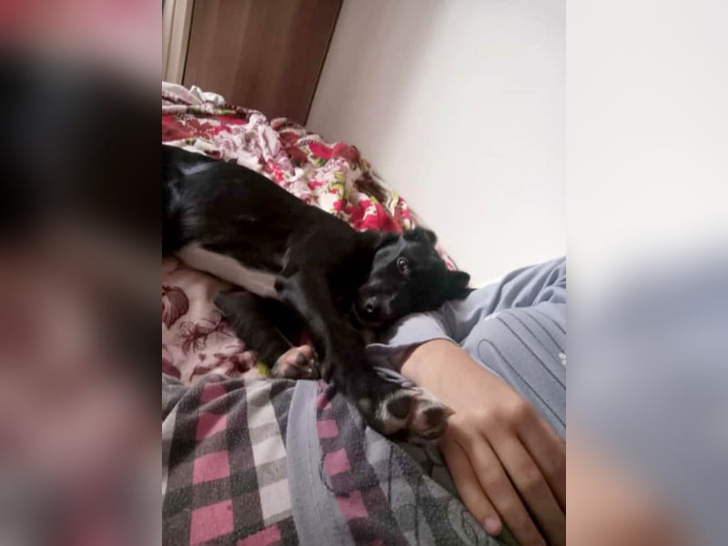 Zeno wird groß werden und sucht das passende Körbchen Zeno wird groß werden und sucht das passende Körbchen