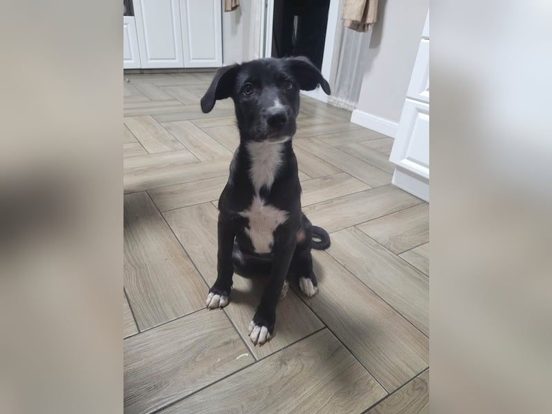 Zeno wird groß werden und sucht das passende Körbchen Zeno wird groß werden und sucht das passende Körbchen