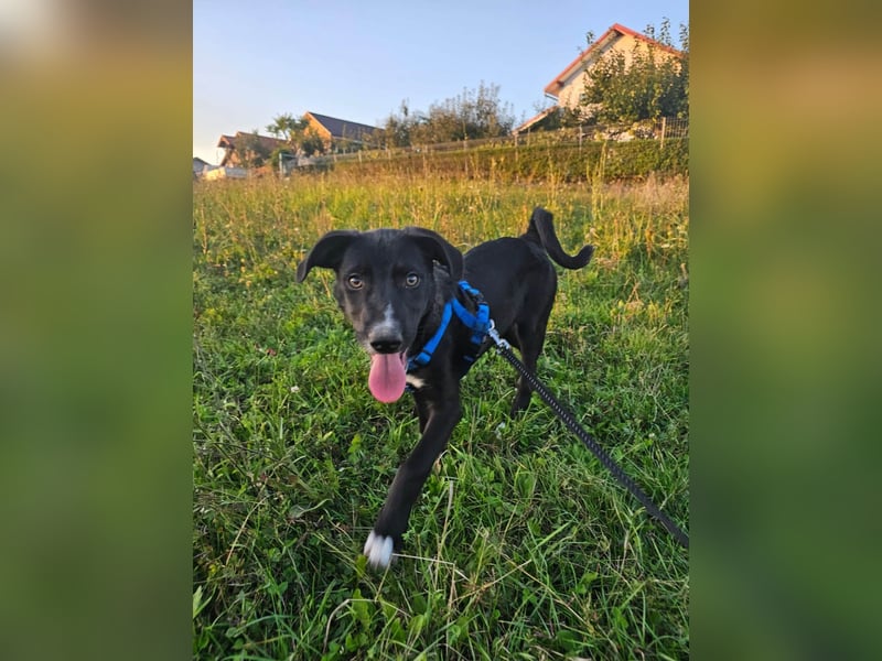 Zeno wird groß werden und sucht das passende Körbchen Zeno wird groß werden und sucht das passende Körbchen