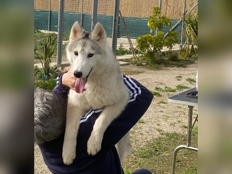 Husky