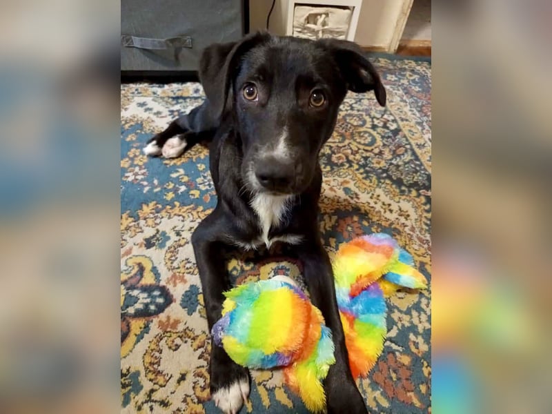 Zeno wird groß werden und sucht das passende Körbchen Zeno wird groß werden und sucht das passende Körbchen