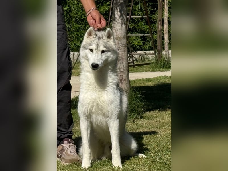 Husky