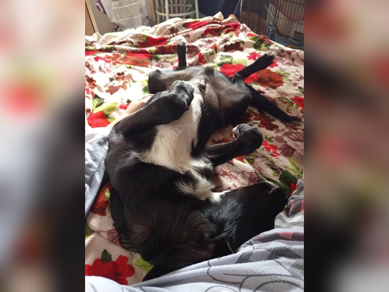 Zeno wird groß werden und sucht das passende Körbchen Zeno wird groß werden und sucht das passende Körbchen