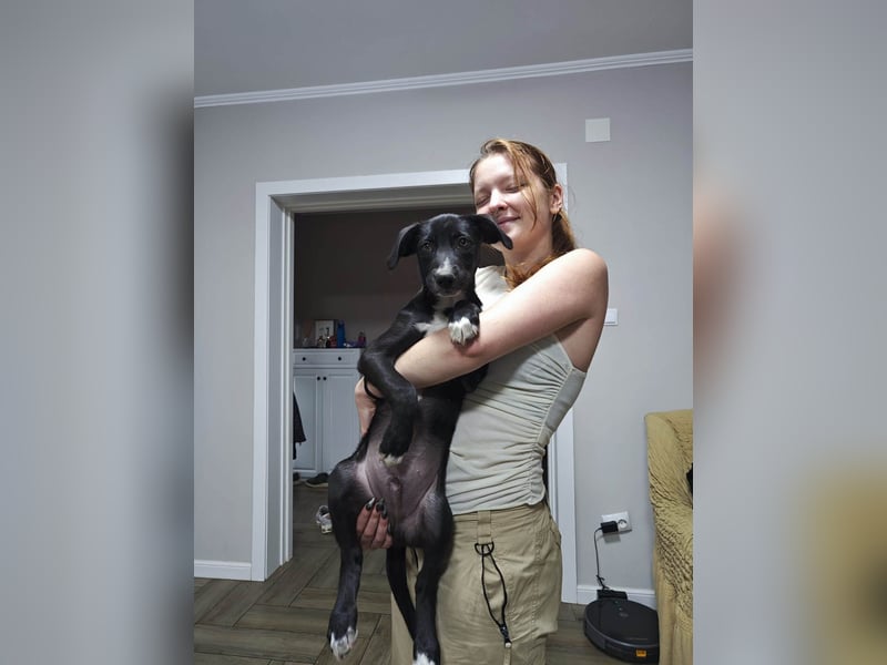 Zeno wird groß werden und sucht das passende Körbchen Zeno wird groß werden und sucht das passende Körbchen