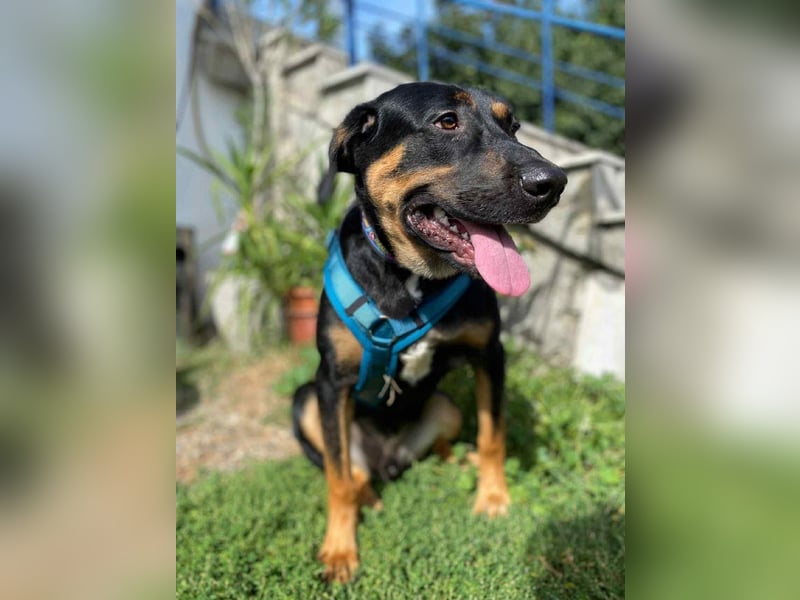 Hübscher Nadir sucht liebe Familie