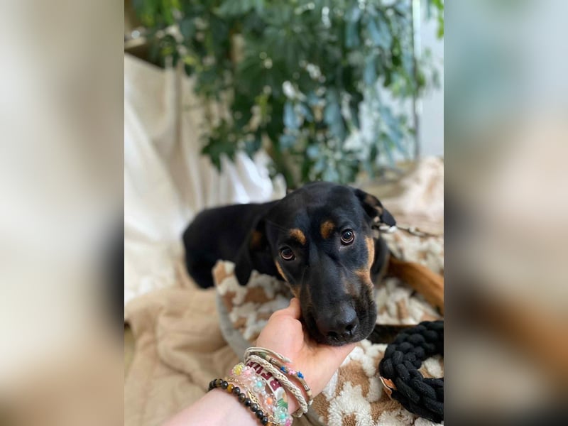 Hübscher Nadir sucht liebe Familie