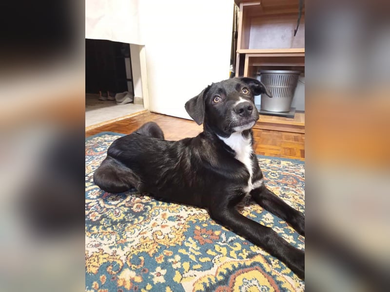 Zeno wird groß werden und sucht das passende Körbchen Zeno wird groß werden und sucht das passende Körbchen