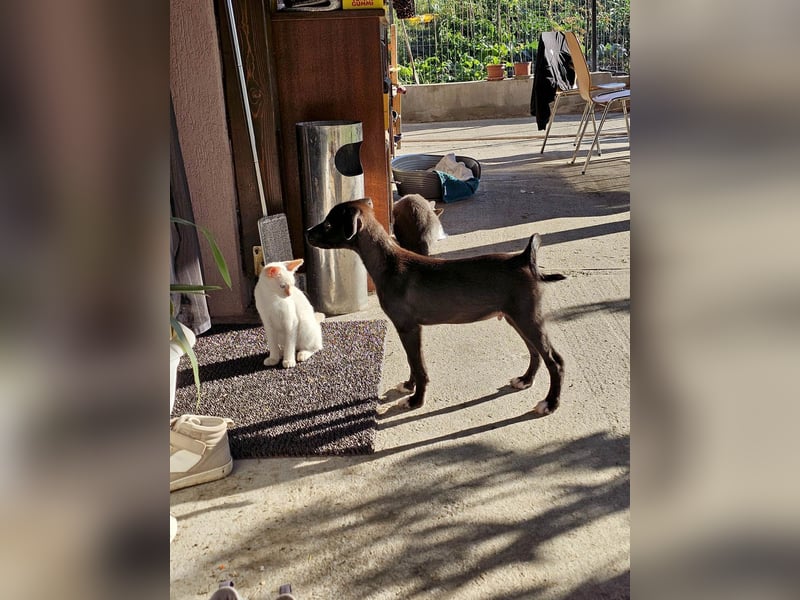Zeno wird groß werden und sucht das passende Körbchen Zeno wird groß werden und sucht das passende Körbchen