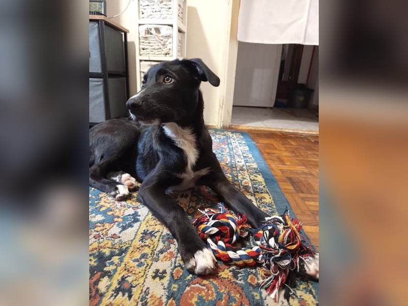 Zeno wird groß werden und sucht das passende Körbchen Zeno wird groß werden und sucht das passende Körbchen