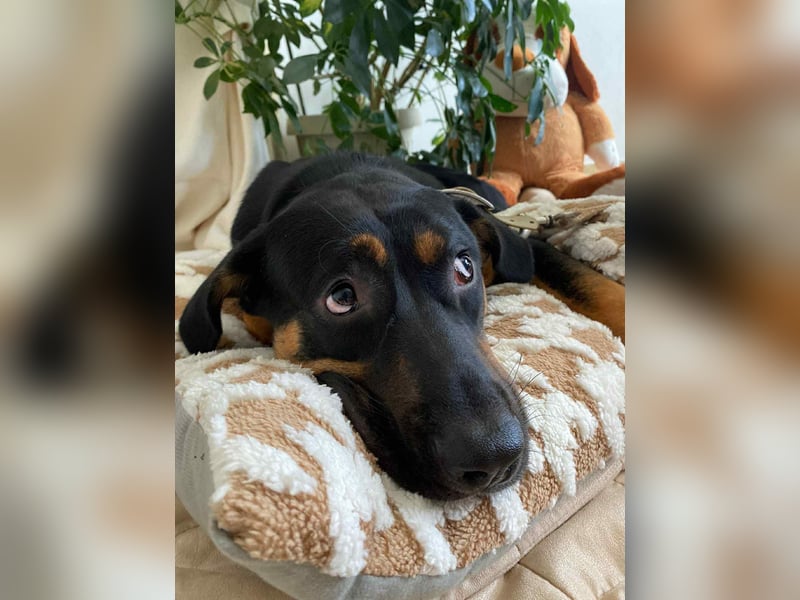 Hübscher Nadir sucht liebe Familie