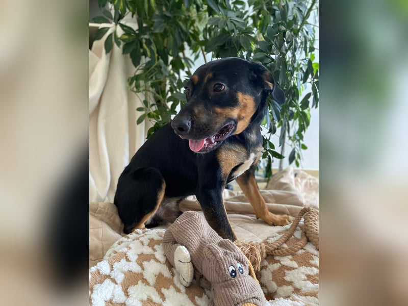 Hübscher Nadir sucht liebe Familie