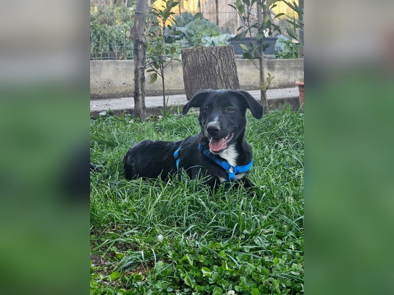 Zeno wird groß werden und sucht das passende Körbchen Zeno wird groß werden und sucht das passende Körbchen