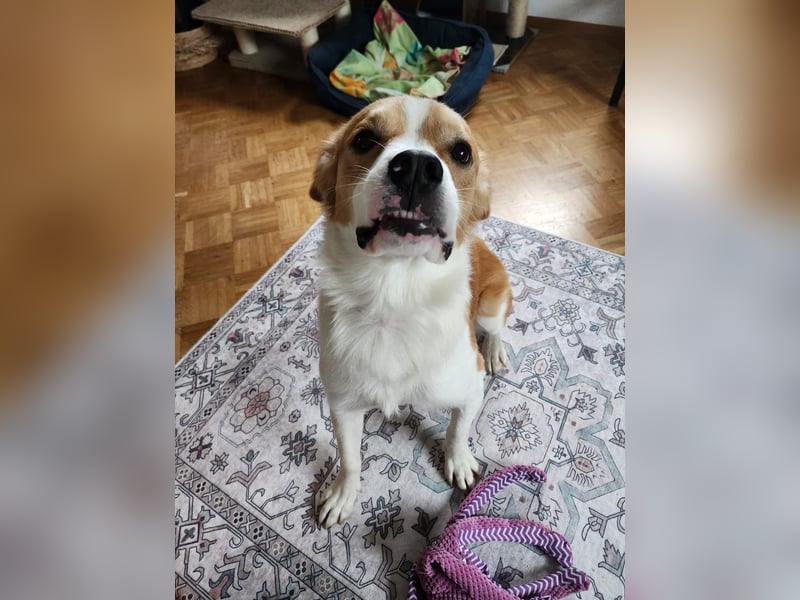 Sammy sucht sein Zuhase