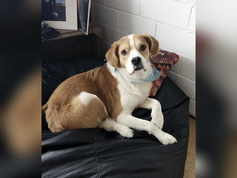 Sammy sucht sein Zuhase