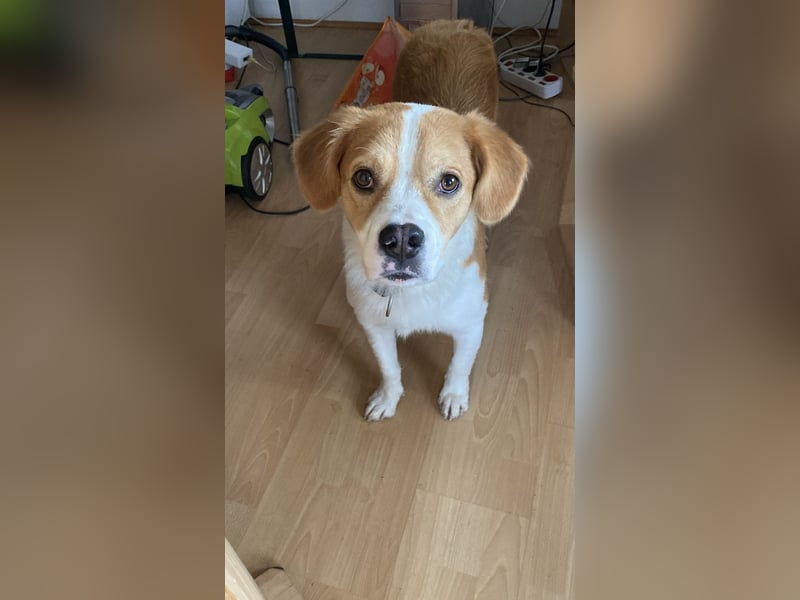 Sammy sucht sein Zuhase