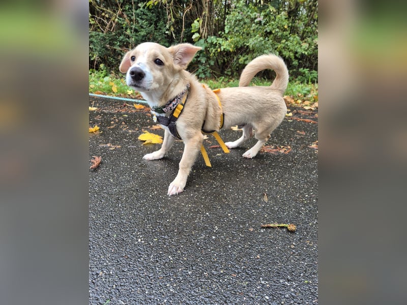 Gigino: kleiner Fratz für die ganze Familie Gigino: kleiner Fratz für die ganze Familie