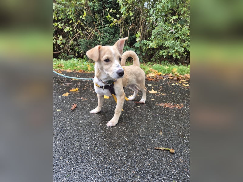 Gigino: kleiner Fratz für die ganze Familie Gigino: kleiner Fratz für die ganze Familie