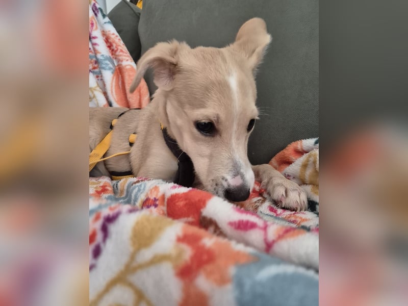 Gigino: kleiner Fratz für die ganze Familie Gigino: kleiner Fratz für die ganze Familie