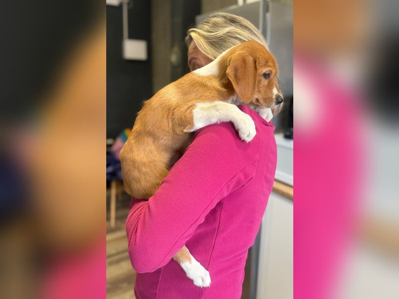 Layka - Lieblingshunde suchen ihren Menschen