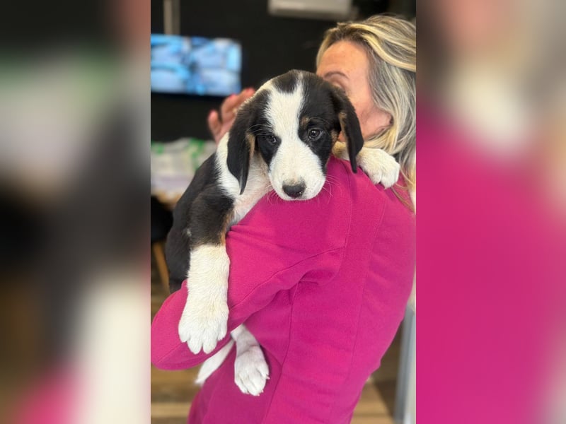 Luzy - Lieblingshunde suchen ihren Menschen