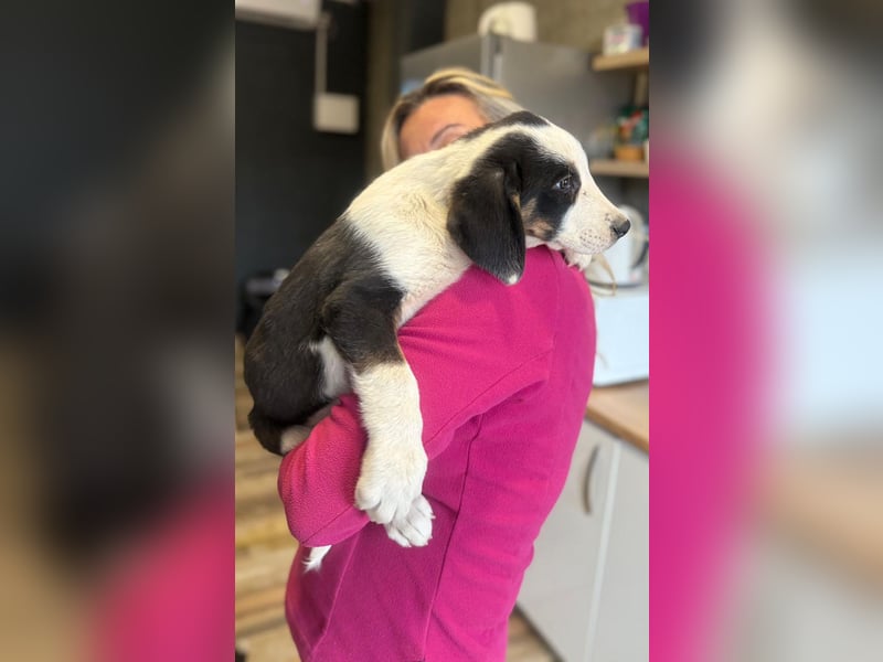 Luzy - Lieblingshunde suchen ihren Menschen