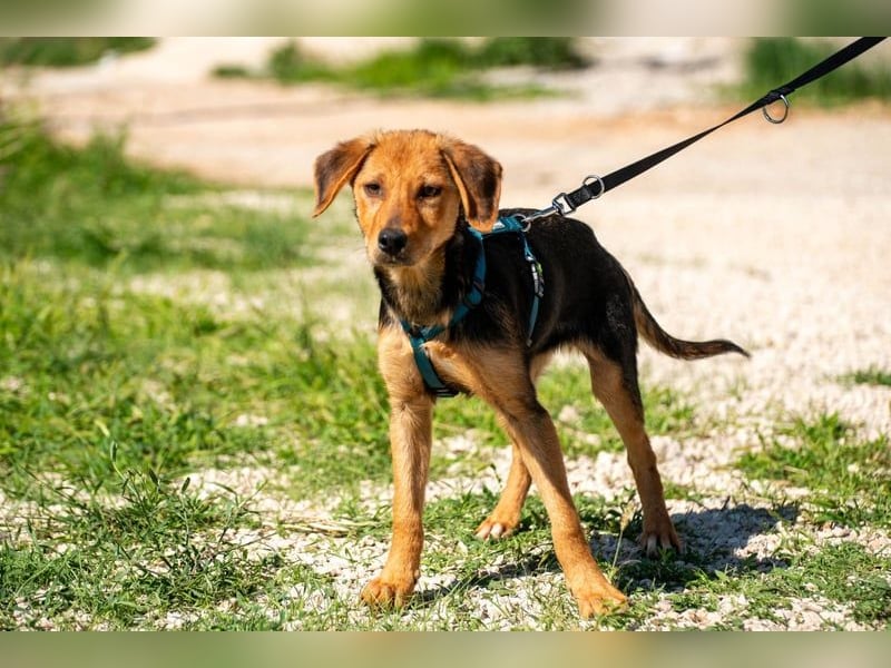 Elara möchte Teil eurer Familie werden