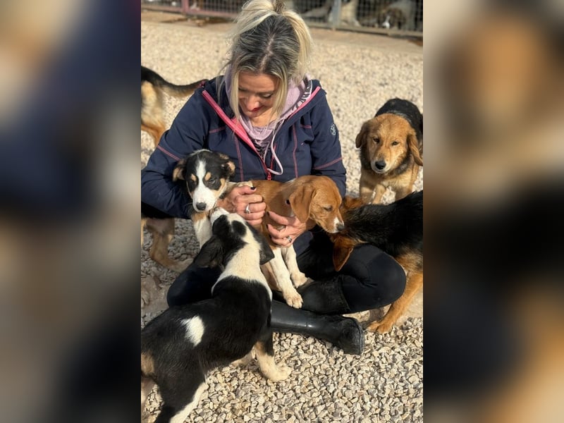 Layka - Lieblingshunde suchen ihren Menschen