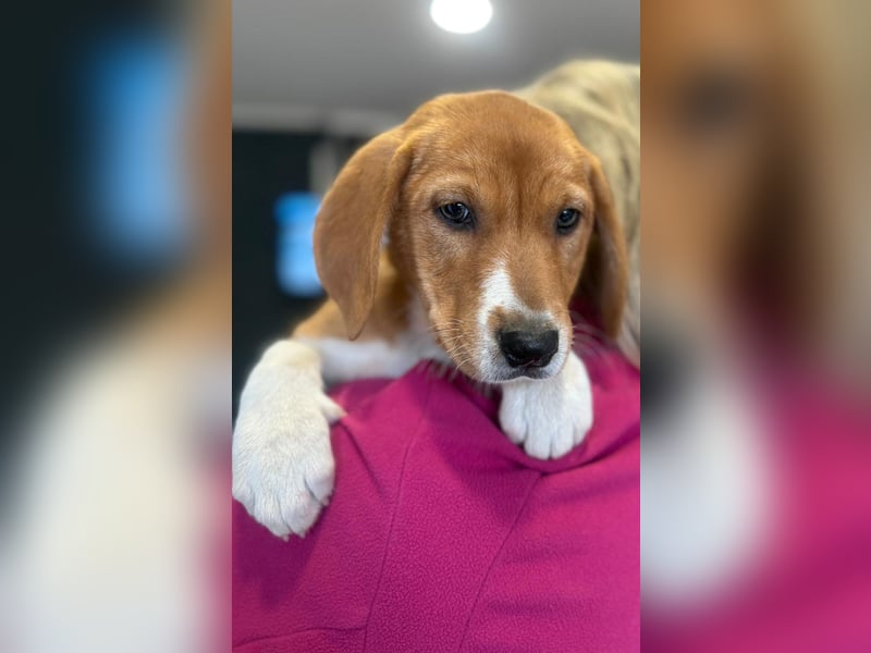 Layka - Lieblingshunde suchen ihren Menschen