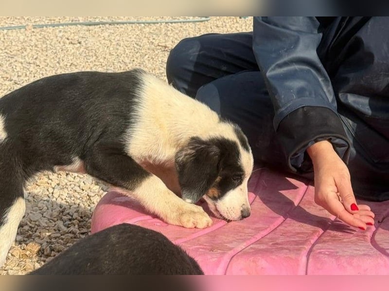 Luzy - Lieblingshunde suchen ihren Menschen