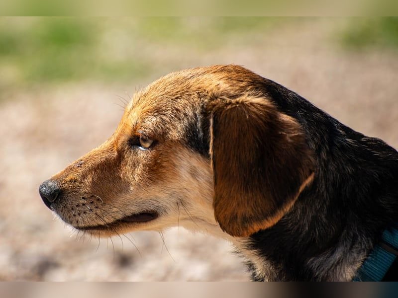 Senta möchte eure Familienhündin werden