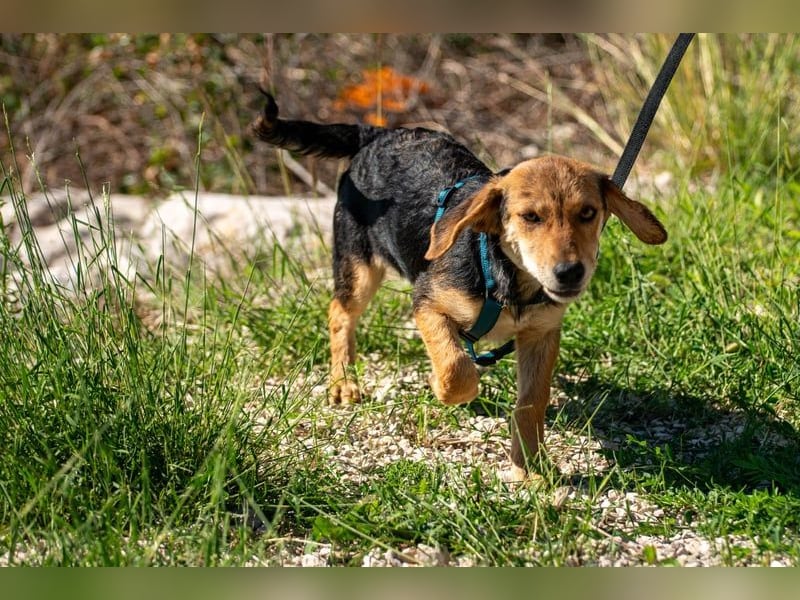 Senta möchte eure Familienhündin werden