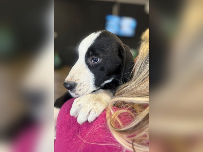 Lupo - Lieblingshunde suchen ihren Menschen