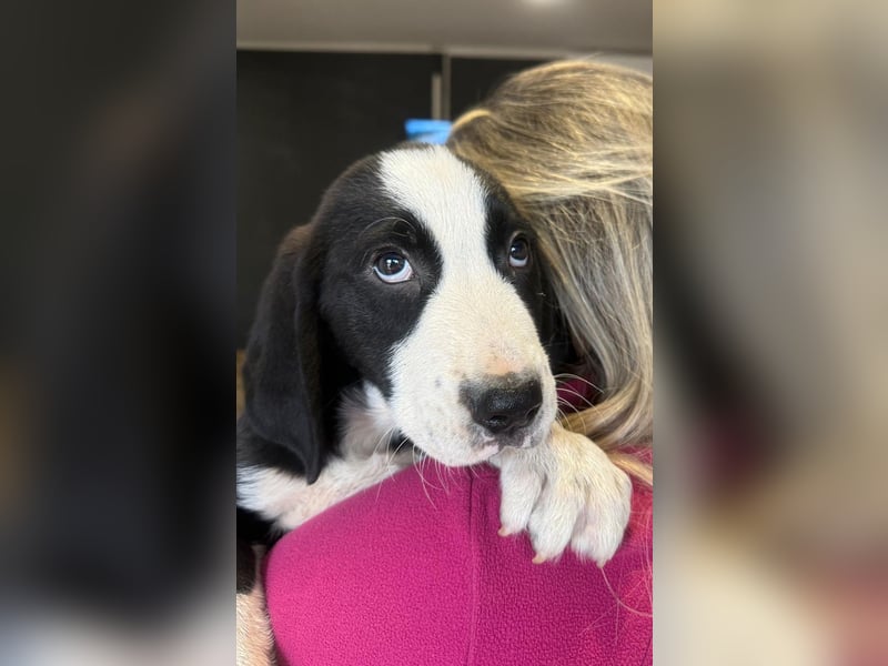 Lupo - Lieblingshunde suchen ihren Menschen