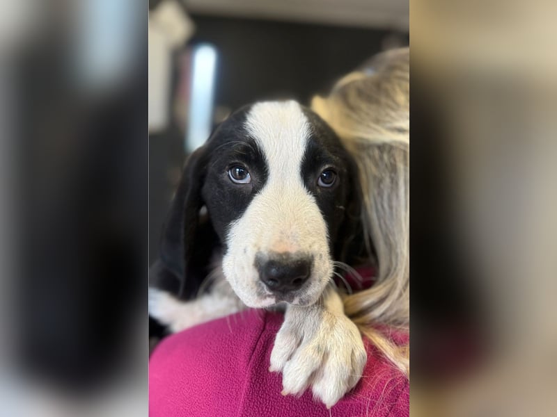 Lupo - Lieblingshunde suchen ihren Menschen