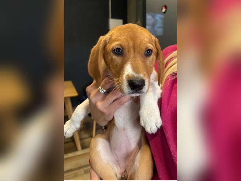 Layka - Lieblingshunde suchen ihren Menschen