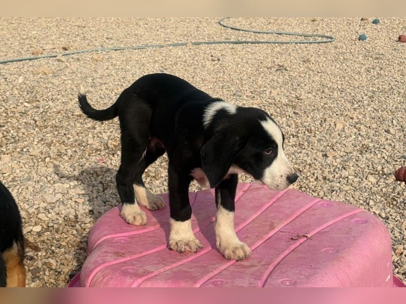 Lupo - Lieblingshunde suchen ihren Menschen