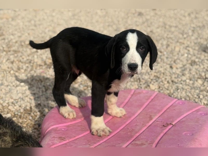 Lupo - Lieblingshunde suchen ihren Menschen