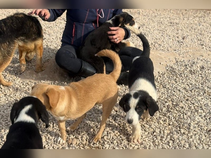 Luzy - Lieblingshunde suchen ihren Menschen