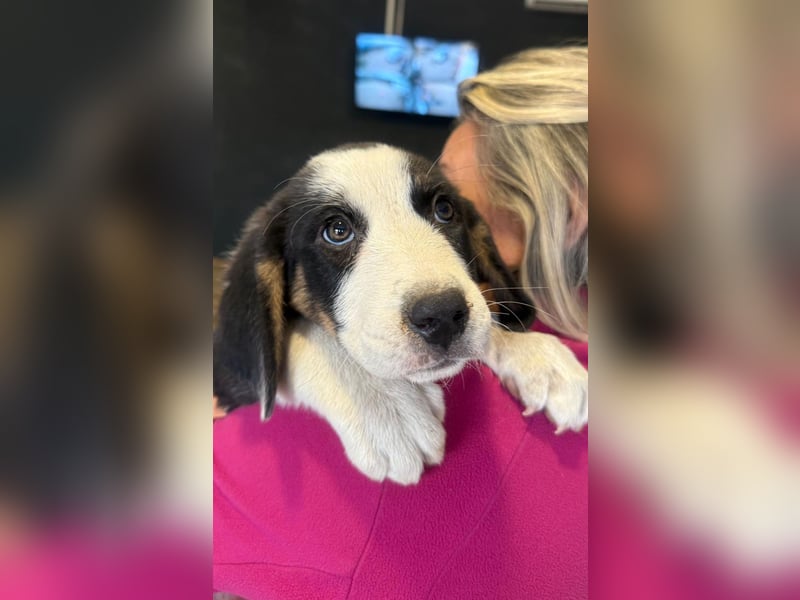 Luzy - Lieblingshunde suchen ihren Menschen