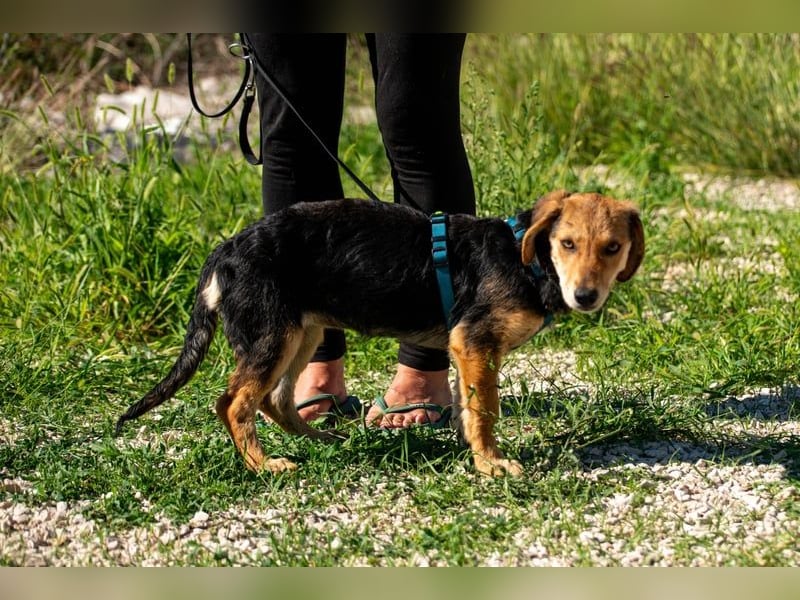 Senta möchte eure Familienhündin werden