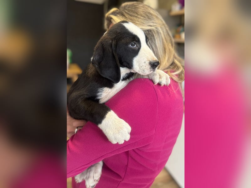 Lupo - Lieblingshunde suchen ihren Menschen